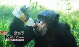 网红吃瓜像猩猩的是谁,揭秘“像猩猩”的吃瓜达人